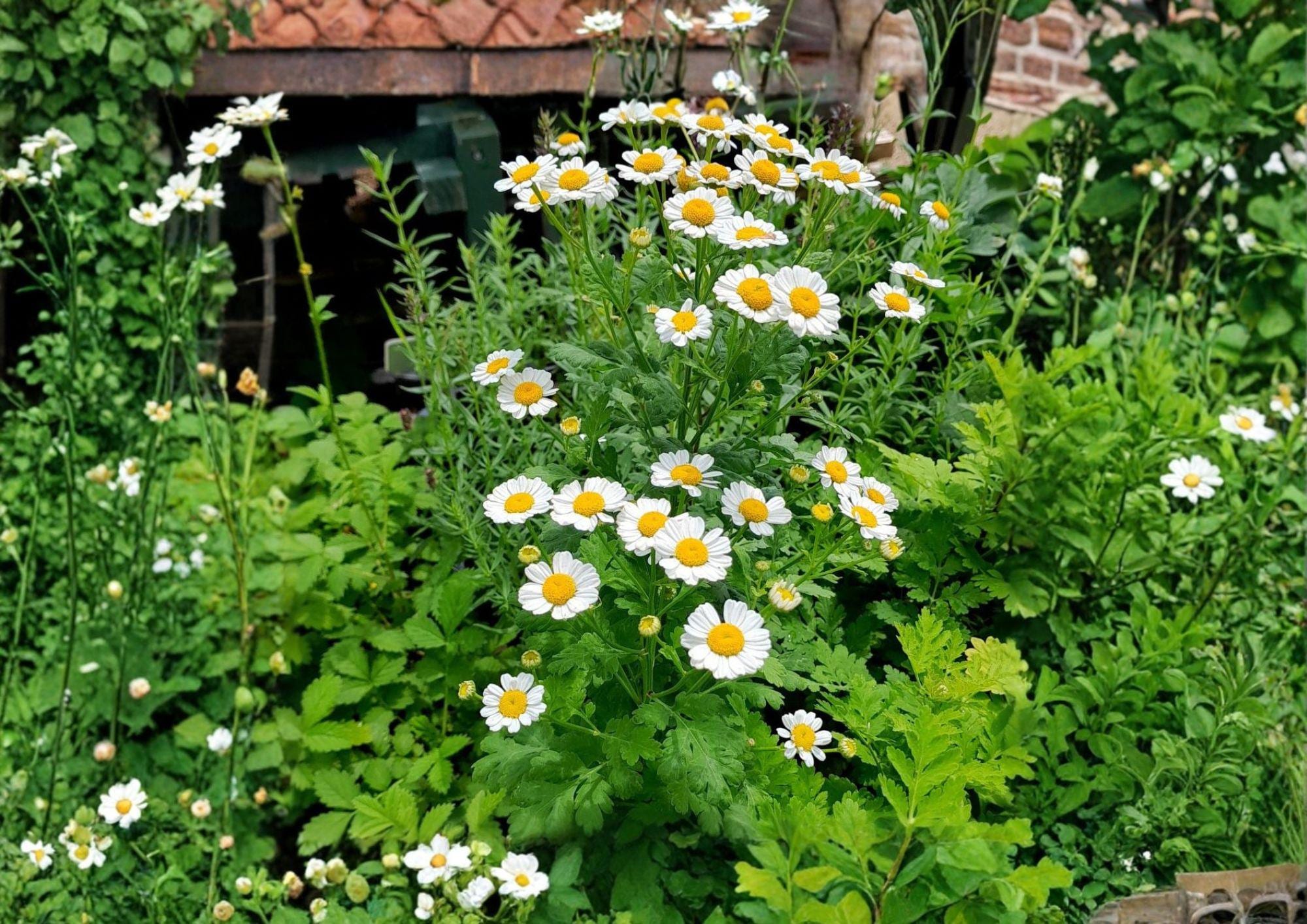 Feverfew Seeds 500+ Pack, Tanacetum Parthenium, Non-GMO Medicinal Herb, Perennial Daisy Flower Seeds for Garden Planting