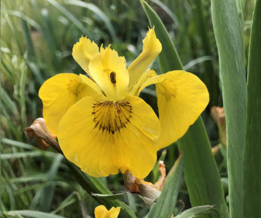 Yellow Flag Iris Live Pond Plant – Hardy Yellow Aquatic Marginal Bog Flower Garden – Iris pseudacorus