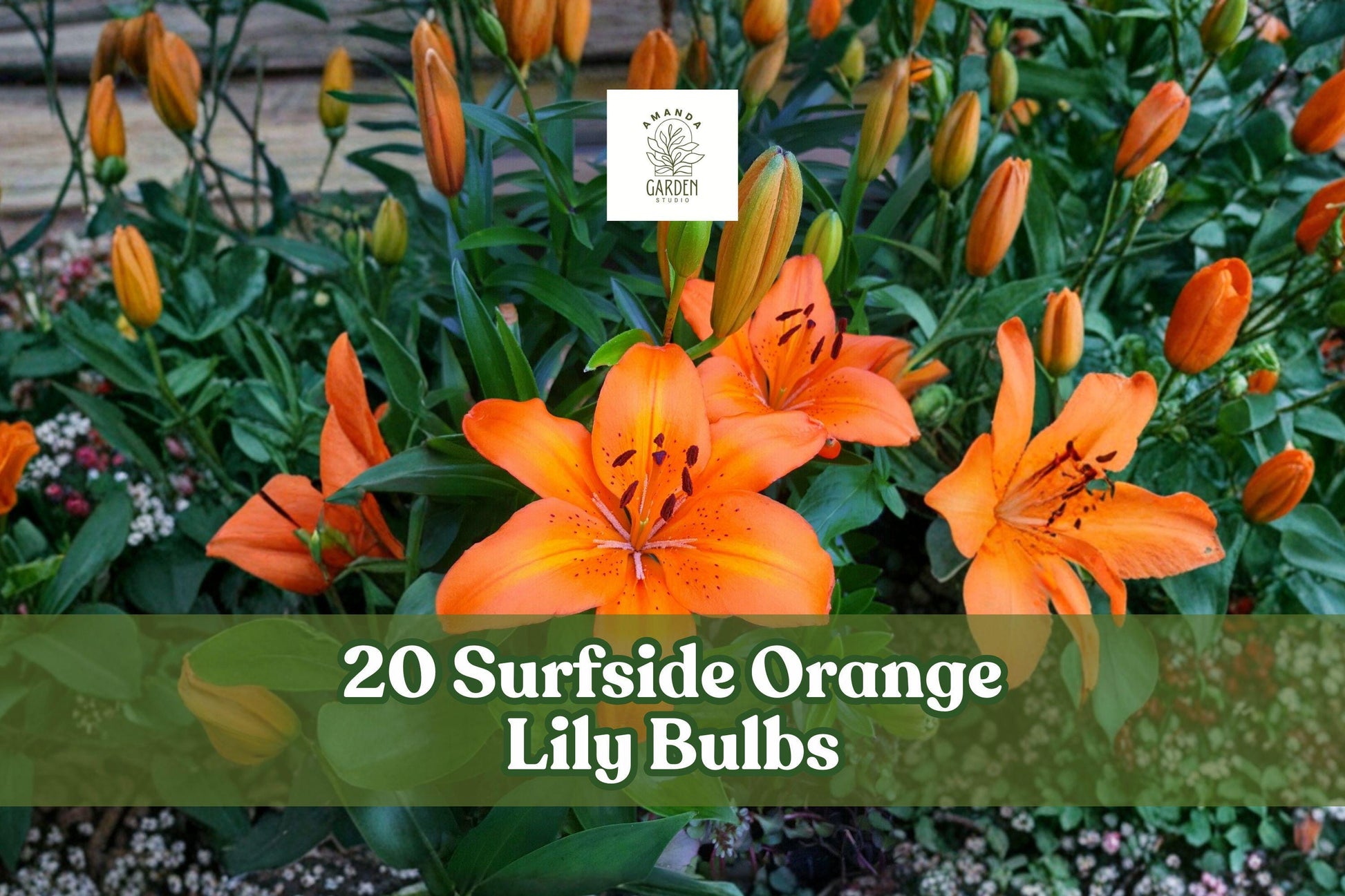 20 Surfside Orange Asiatic Lily Bulbs – Bright Orange Flowering Bulbs for Garden Beds & Cut Flowers – Lilium spp.