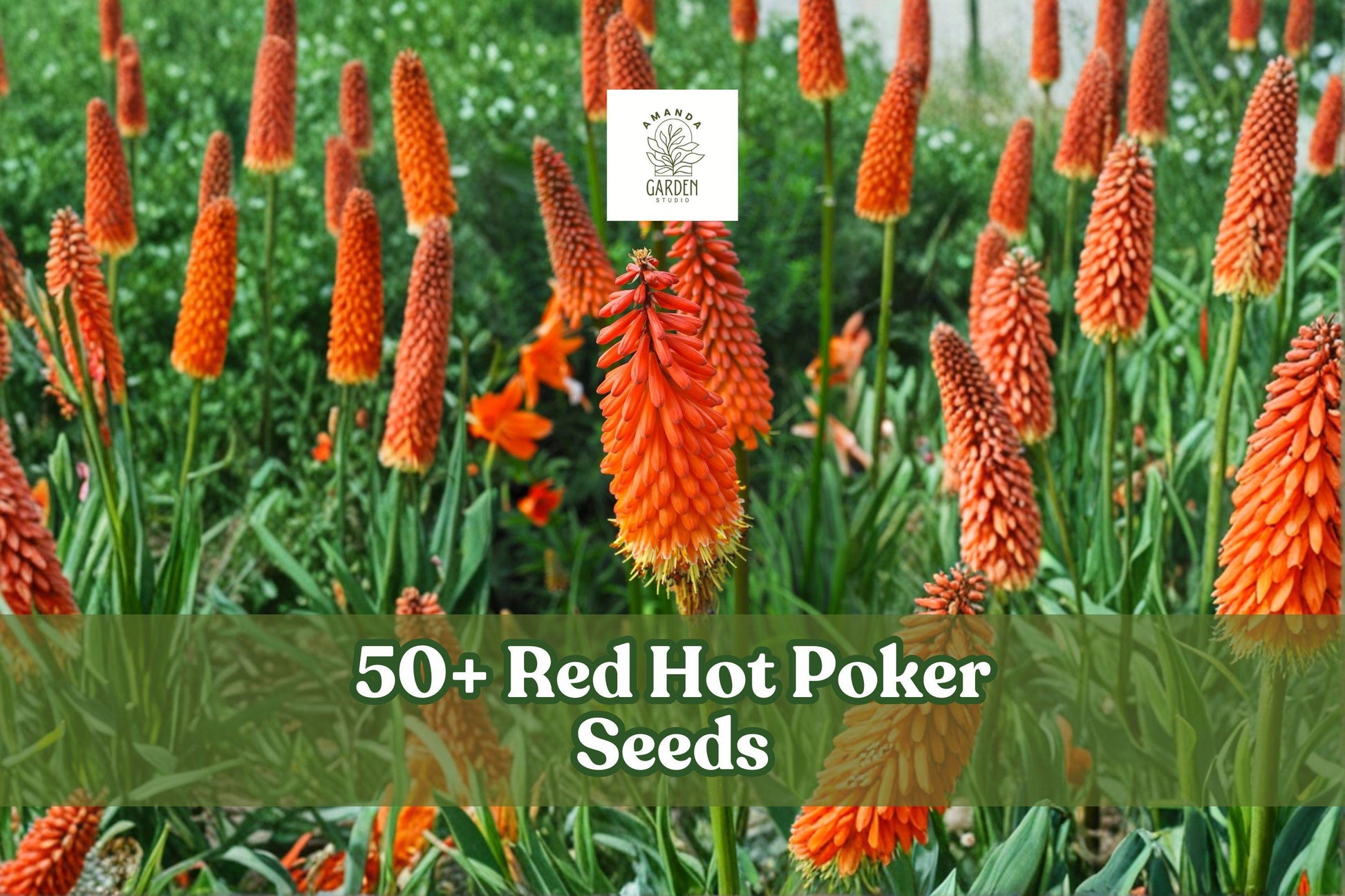 Red Hot Poker Seeds – Kniphofia uvaria Perennial with Red & Yellow Torch Flowers – Full Sun Garden Plant