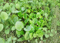 600 Upland Cress Seeds – Heirloom Non-GMO Garden Herb, Peppery Salad Green, Fast-Growing Leafy Herb, Barbarea Verna