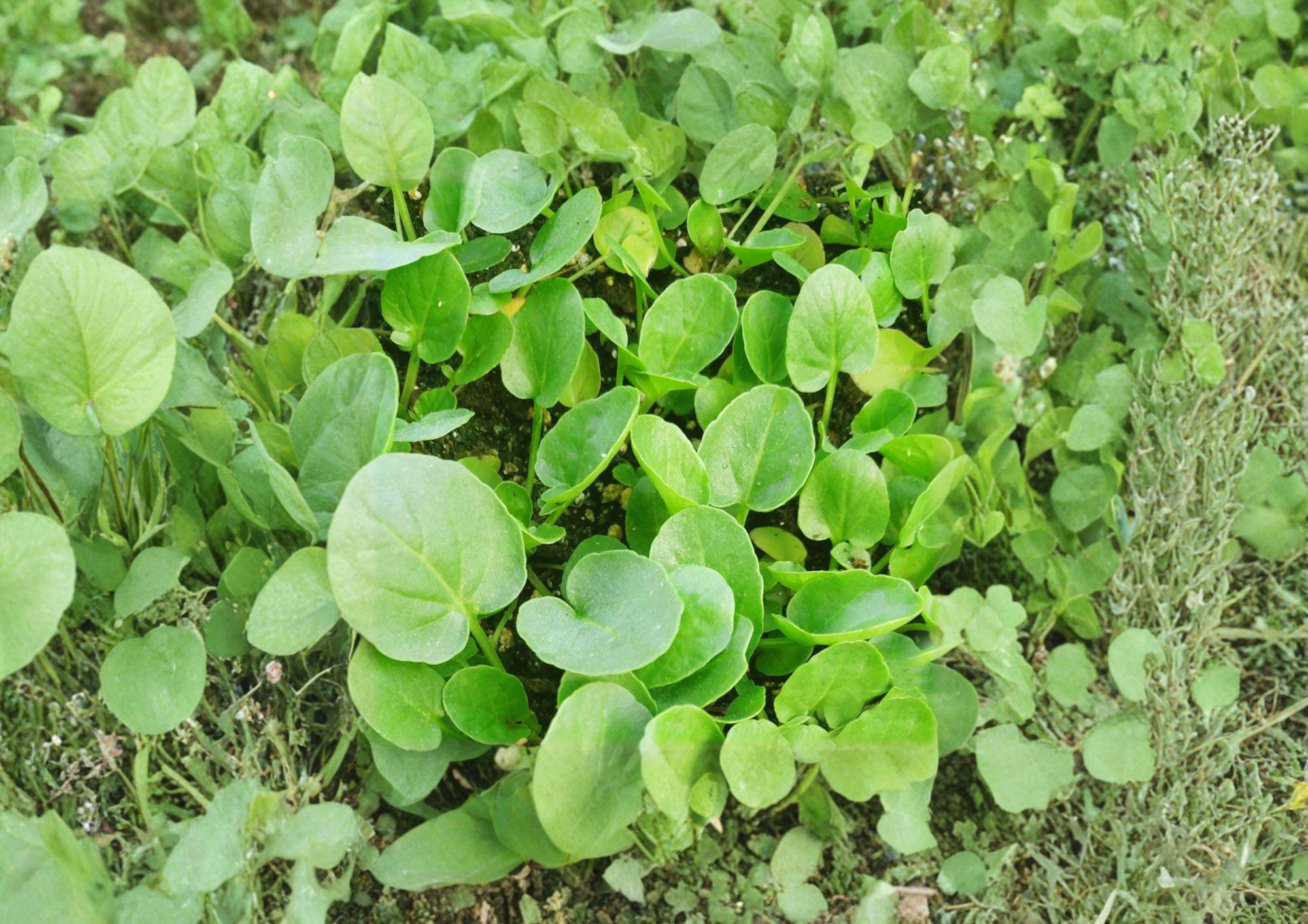 600 Upland Cress Seeds – Heirloom Non-GMO Garden Herb, Peppery Salad Green, Fast-Growing Leafy Herb, Barbarea Verna