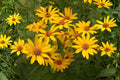 False Sunflower Seeds 100 Heliopsis helianthoides Bright Yellow Daisy-Like Blooms Perennial for Borders & Pollinator Gardens