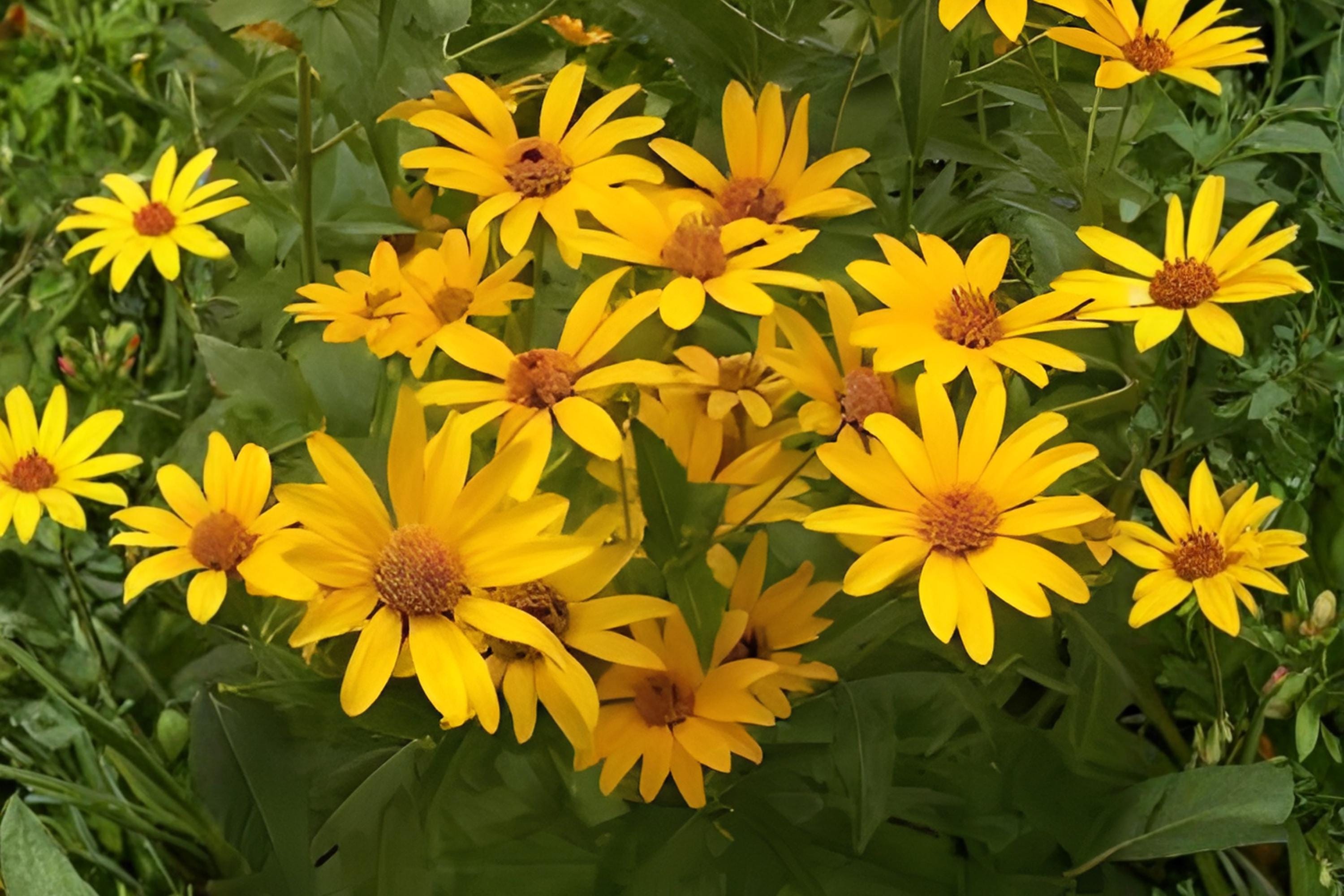 False Sunflower Seeds 100 Heliopsis helianthoides Bright Yellow Daisy-Like Blooms Perennial for Borders & Pollinator Gardens