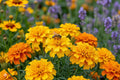 Crackerjack African Marigold Seeds (100) | Bright Yellow & Orange Blooms | Tagetes erecta | Easy to Grow Summer Flower Seeds