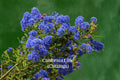 California Lilac Cuttings, Ceanothus, Evergreen Shrub, Blue Flowers, Drought Tolerant, Unrooted Live Cuttings, Native to North America