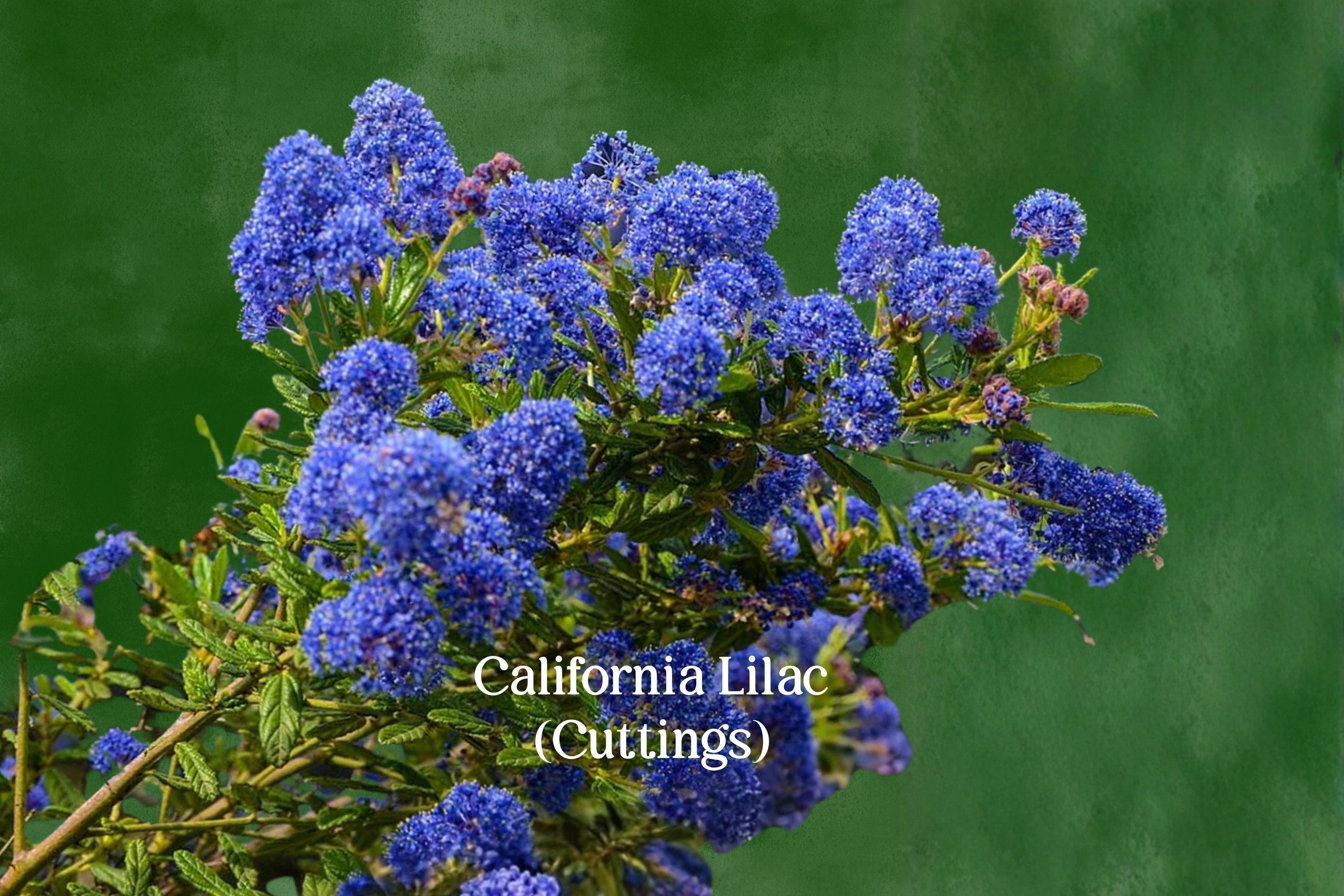 California Lilac Cuttings, Ceanothus, Evergreen Shrub, Blue Flowers, Drought Tolerant, Unrooted Live Cuttings, Native to North America