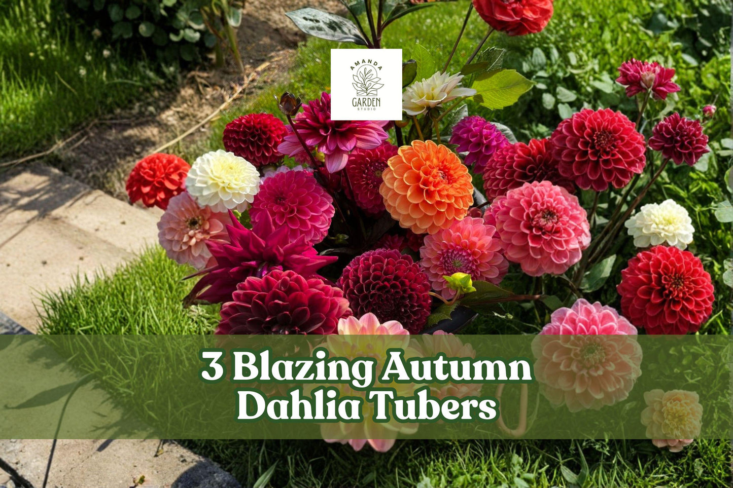 Blazing Autumn Dahlia Tubers – Mixed Color Flowering Perennial Bulbs – Dahlia spp.