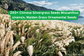 200+ Chinese Silvergrass Seeds | Miscanthus sinensis Ornamental Grass for Landscaping & Borders