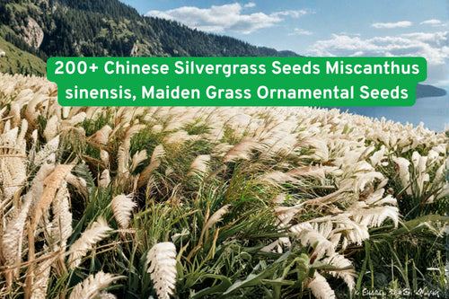 200+ Chinese Silvergrass Seeds | Miscanthus sinensis Ornamental Grass for Landscaping & Borders