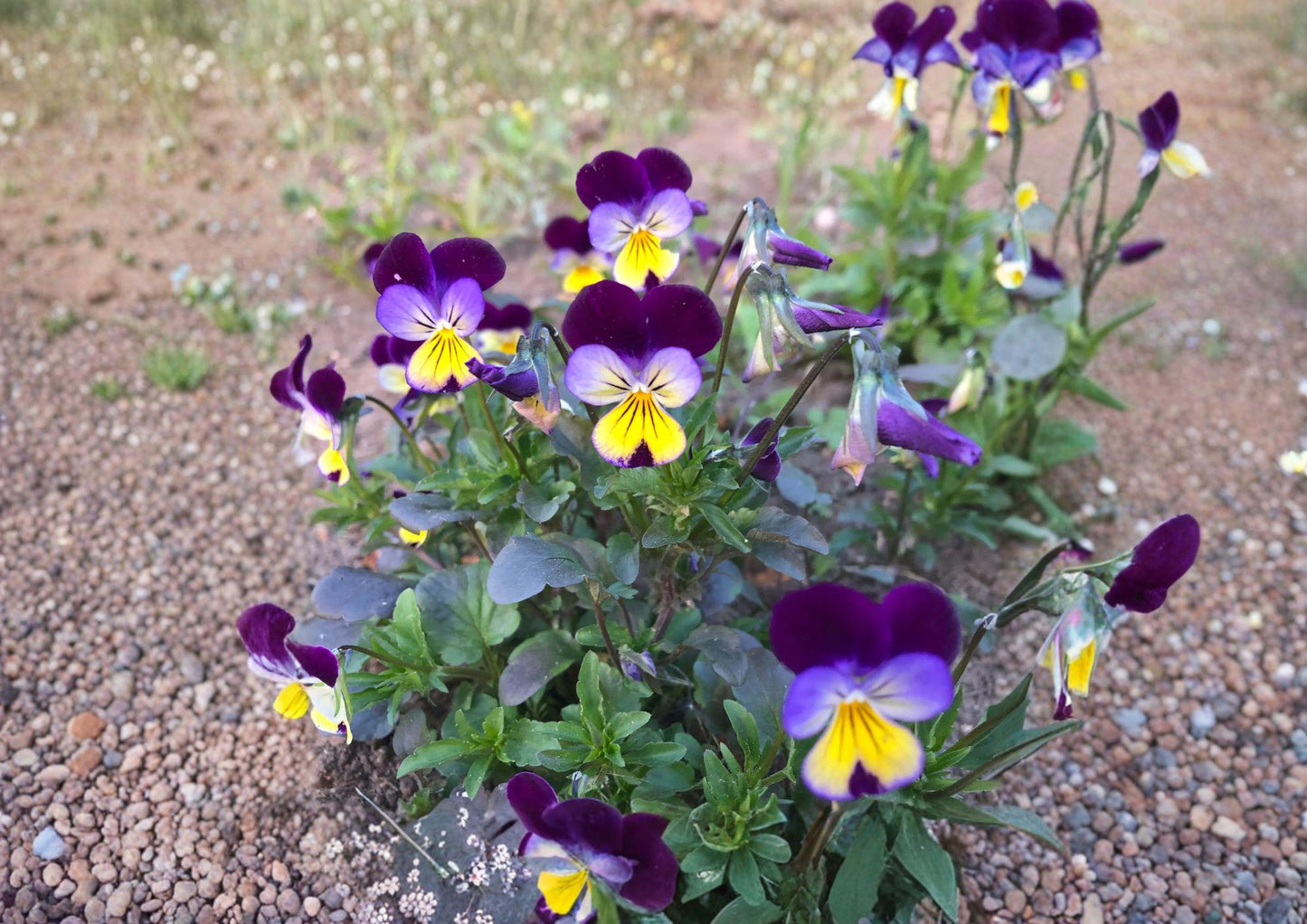 Johnny Jump Up Seeds, 500+ Viola Tricolor Heirloom Non-GMO Flower Seeds, Colorful Pansy Wildflower Garden Planting Seeds