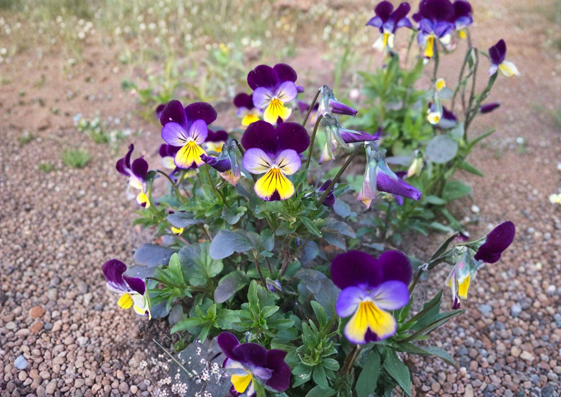 Johnny Jump Up Seeds, 500+ Viola Tricolor Heirloom Non-GMO Flower Seeds, Colorful Pansy Wildflower Garden Planting Seeds