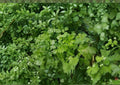 Cilantro Coriander Seeds Pack – Heirloom Non-GMO Culinary Herb Seeds for Garden Planting – Coriandrum sativum