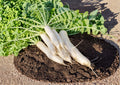 100+ Daikon Radish Seeds | Heirloom Non-GMO Japanese Raphanus Sativus Root Vegetable Garden Seeds