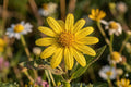 Yellow Crownbeard Seeds - Native Wildflower for Pollinators, Prairies & Gardens | Verbesina helianthoides, 30 Seeds