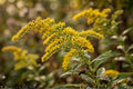 Elmleaf Goldenrod Seeds – Native Wildflower, Bright Yellow Clusters, Easy to Grow, Pollinator Friendly, Solidago ulmifolia, 100 Seeds