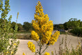 Showy Goldenrod Seeds 100 Pack | Native Perennial for Pollinator Gardens & Prairies | Solidago speciosa