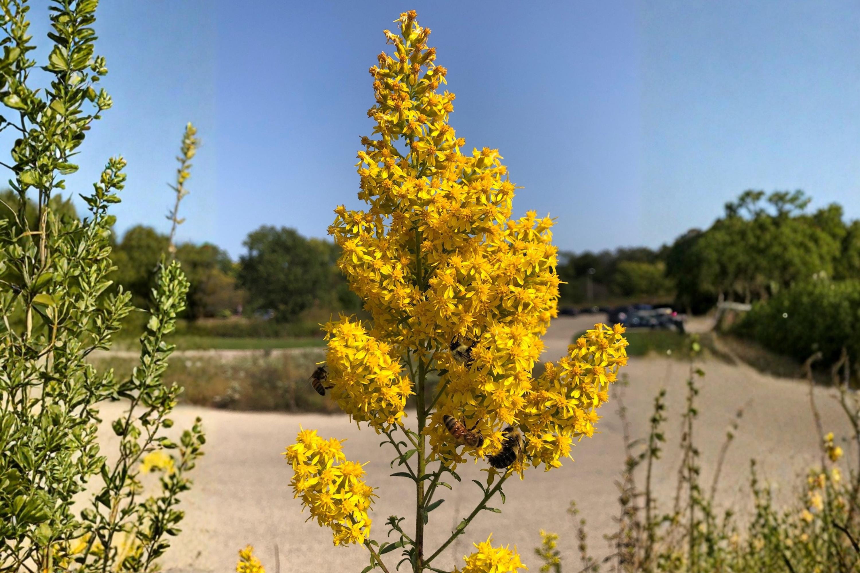 Showy Goldenrod Seeds 100 Pack | Native Perennial for Pollinator Gardens & Prairies | Solidago speciosa