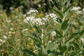 Wildflower Seeds - 25 Wild Quinine (Parthenium integrifolium) Native Prairie Pollinator Habitat Drought Tolerant