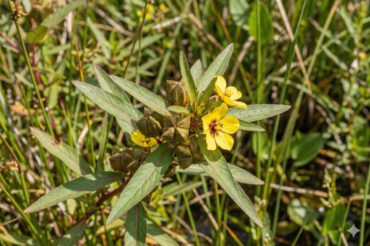 Native Wetland Plant Seeds - Ludwigia alternifolia, Small Yellow Flowers, Decorative Seed Pods, Pollinator Friendly, 1000 Seeds