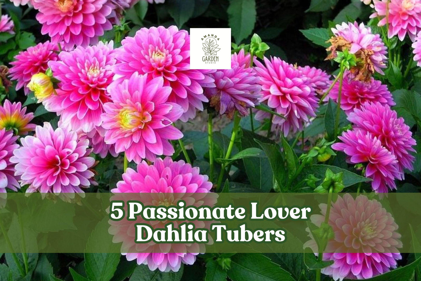 Passionate Lover Dahlia Tubers – Mixed Colors, Perennial Flowering Plant, Dahlia spp.