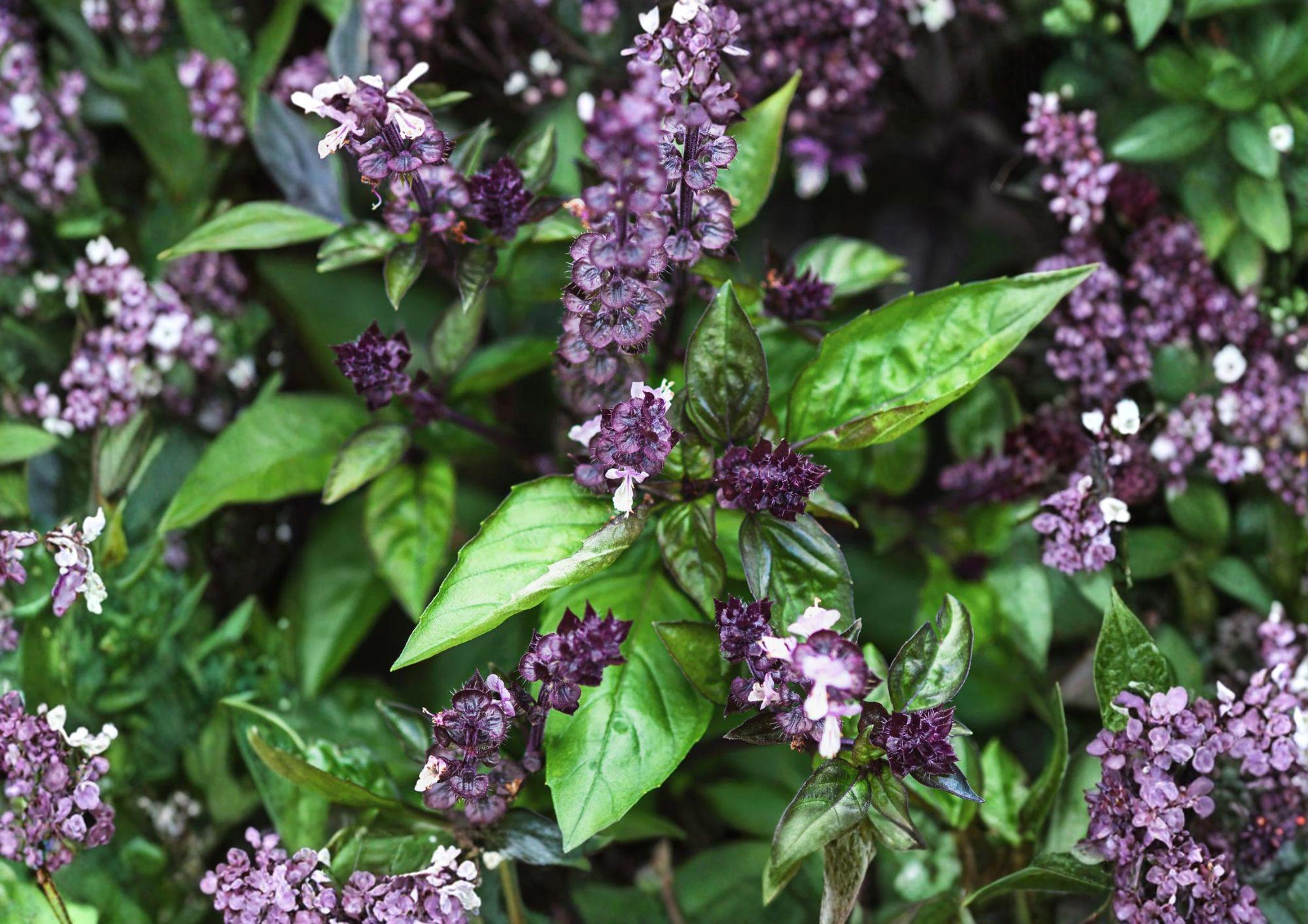 Cinnamon Basil Seeds 75 Pack, Aromatic Culinary Herb, Ocimum basilicum, Non-GMO, Sweet Spicy Flavor, Garden Planting Seeds