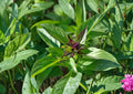 Thai Basil Seeds, 75 Pack, Aromatic Culinary Herb, Non-GMO, Sweet Spicy Basil, Ocimum basilicum, Garden Planting Seeds