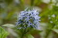 Eastern Bluestar Seeds - Native Perennial with Blue Star-Shaped Flowers, Amsonia tabernaemontana, Pollinator Friendly, Easy to Grow