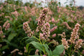 Pinkweed Seeds – Native Wildflower with Pink Flower Spikes, Pollinator-Friendly, Easy to Grow, Persicaria pensylvanica, 15 Seeds