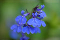 Blue Lobelia Seeds – Native Wildflower for Pollinator Gardens, Moist Soil, Lobelia siphilitica, 100 Seeds