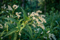 Smartweed Seeds (Persicaria punctata) – Native Wetland Plant for Pollinators & Wildlife, Moist Soils, Rain Gardens, Naturalized Areas