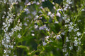 Indian Tobacco Seeds (Lobelia inflata) – Native Wildflower for Woodland Gardens & Pollinator Habitats, Easy to Grow, 100 Seeds