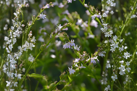 Indian Tobacco Seeds (Lobelia inflata) – Native Wildflower for Woodland Gardens & Pollinator Habitats, Easy to Grow, 100 Seeds