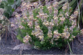 Goats Rue Seeds 10 Pack | Native Prairie Plant with Purple & Cream Flowers | Tephrosia virginiana | Drought Tolerant, Native for Pollinator Gardens
