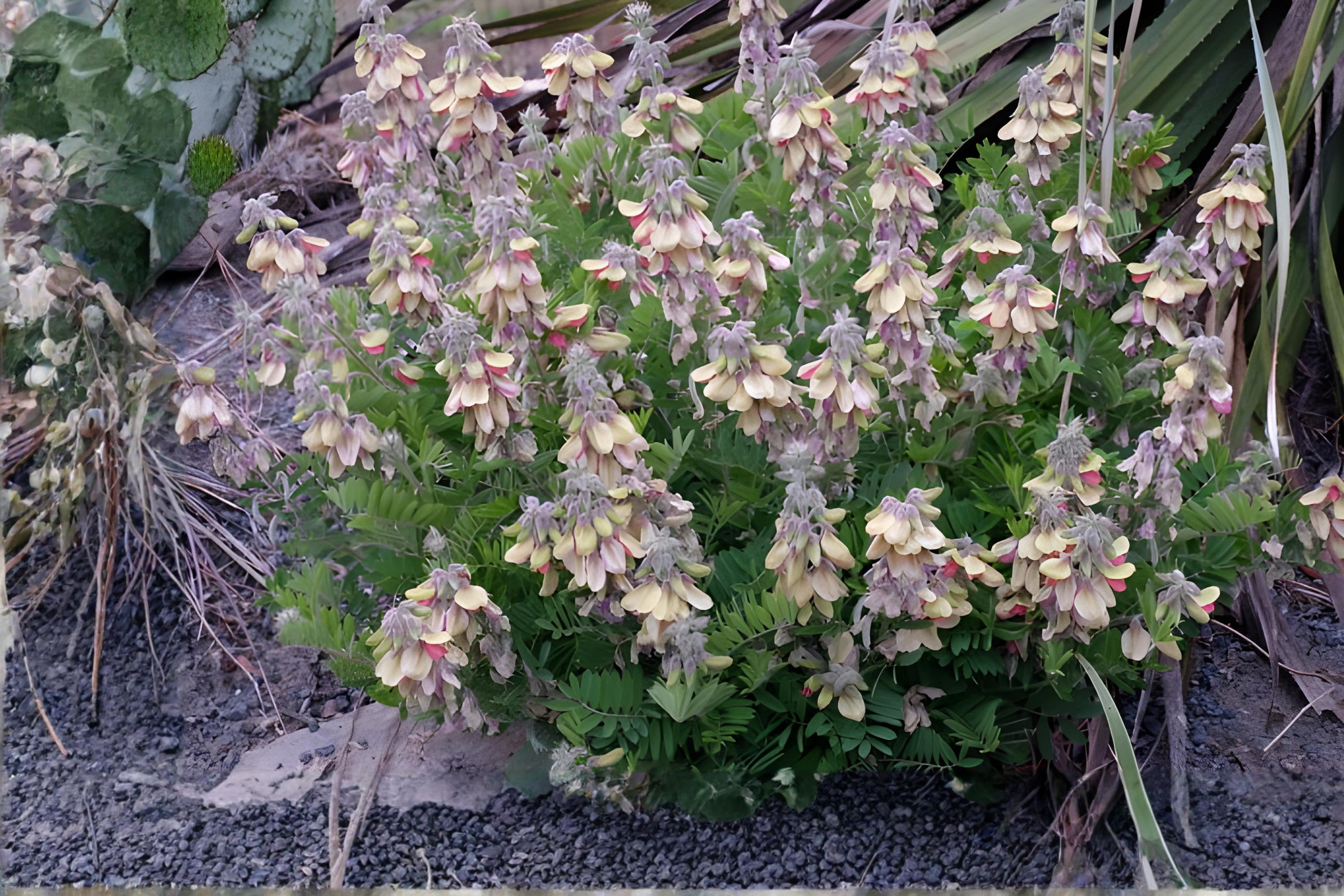Goats Rue Seeds 10 Pack | Native Prairie Plant with Purple & Cream Flowers | Tephrosia virginiana | Drought Tolerant, Native for Pollinator Gardens