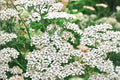 Western Yarrow Seeds 500 Achillea millefolium occidentalis Native Wildflower Drought Tolerant Pollinator Habitat