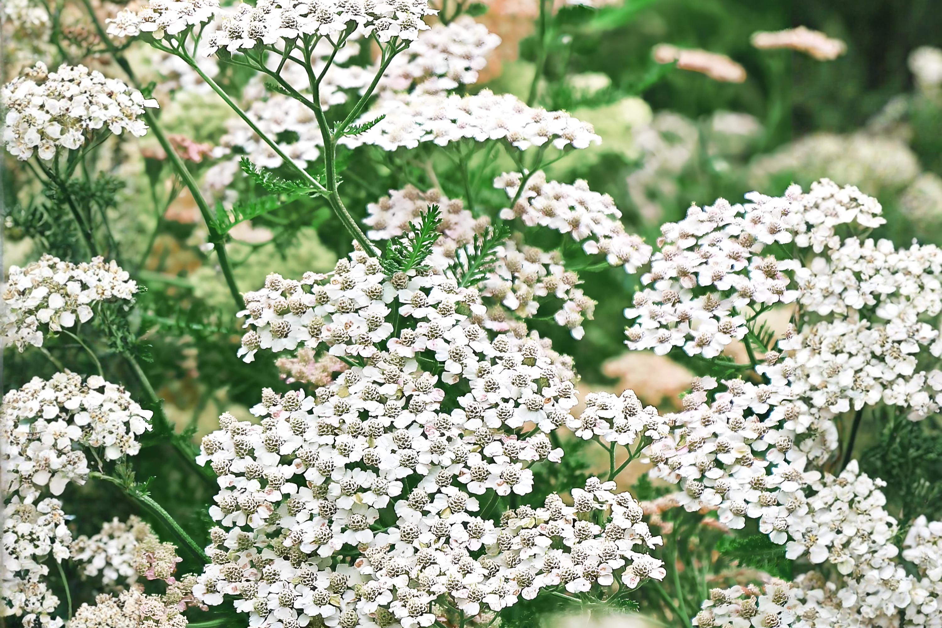 Western Yarrow Seeds 500 Achillea millefolium occidentalis Native Wildflower Drought Tolerant Pollinator Habitat