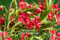 Red Oleander Cuttings - Nerium Oleander Evergreen Shrub, 7 Live Unrooted Cuttings, Vibrant Red Flowers, Full Sun, Ornamental Garden Plant