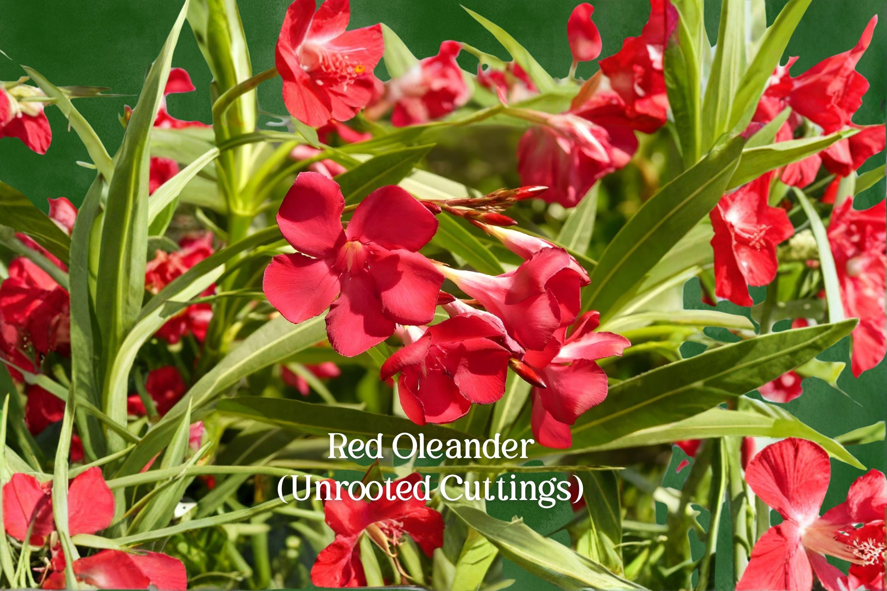 Red Oleander Cuttings - Nerium Oleander Evergreen Shrub, 7 Live Unrooted Cuttings, Vibrant Red Flowers, Full Sun, Ornamental Garden Plant