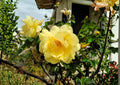 Rosa Xanthina Seeds - Manchu Yellow Rose Heirloom Non-GMO Shrub Flower Seeds for Ornamental Garden, Hardy, Fast Growing
