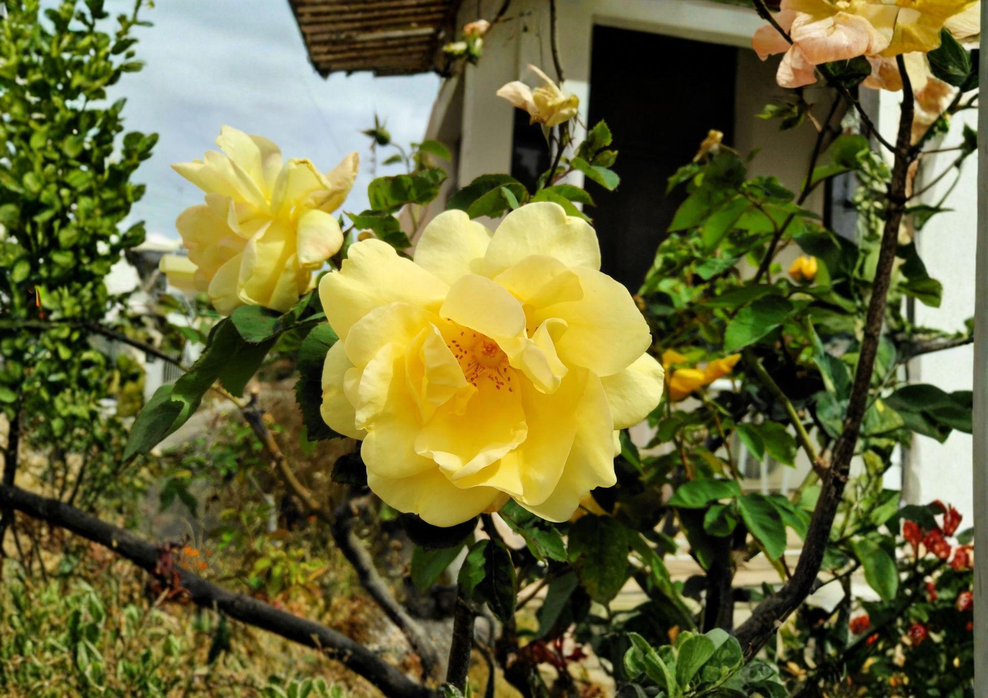 Rosa Xanthina Seeds - Manchu Yellow Rose Heirloom Non-GMO Shrub Flower Seeds for Ornamental Garden, Hardy, Fast Growing
