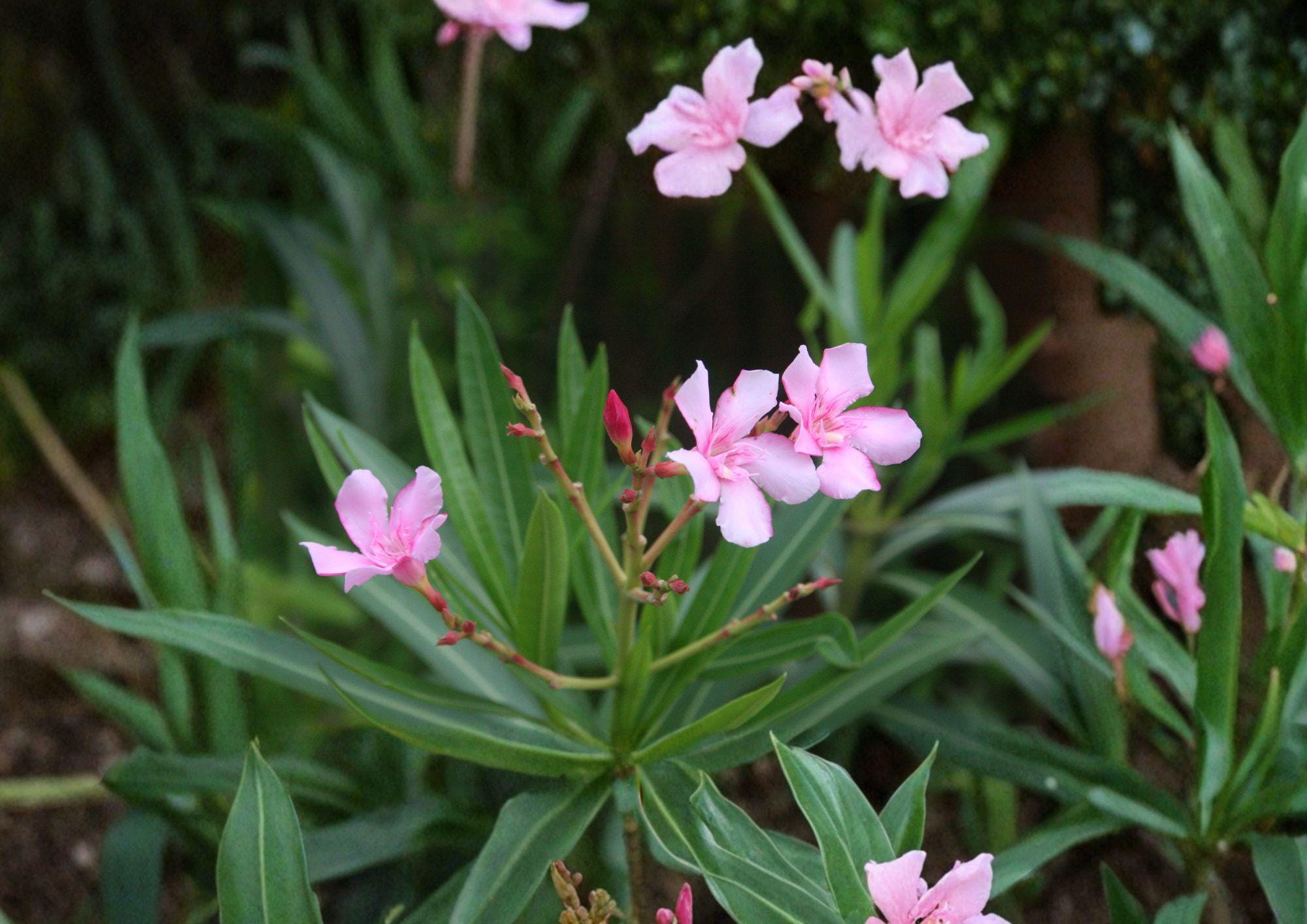 Oleander Seeds 75 Pack, Nerium Oleander, Non-GMO Evergreen Drought Tolerant Ornamental Shrub Flower Seeds
