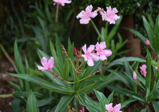 Oleander Seeds 75 Pack, Nerium Oleander, Non-GMO Evergreen Drought Tolerant Ornamental Shrub Flower Seeds
