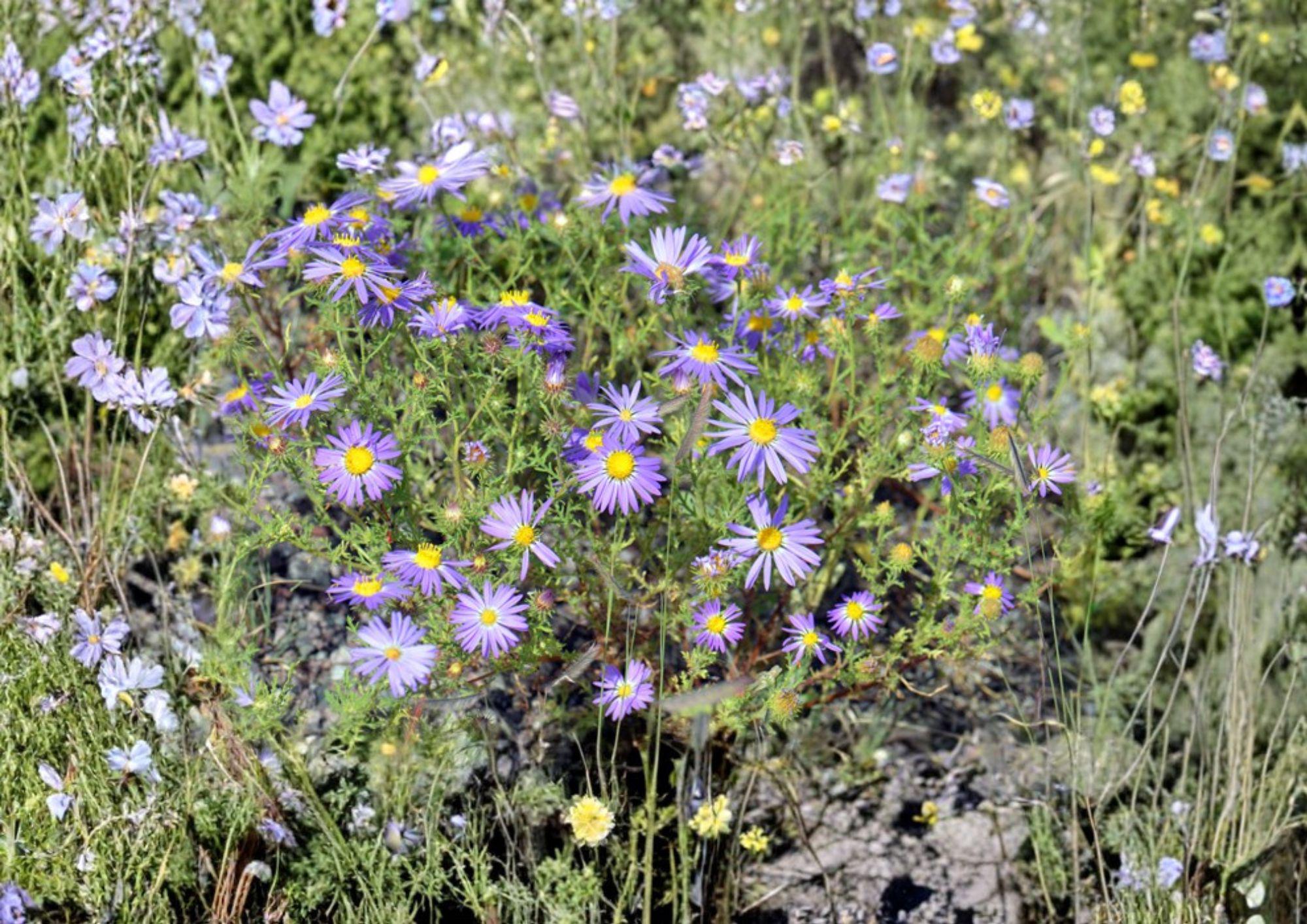 Tahoka Daisy Seeds – 100 Non-GMO Wildflower Seeds, Purple Bloom, Pollinator Garden, Machaeranthera Tanacetifolia, Heirloom Planting