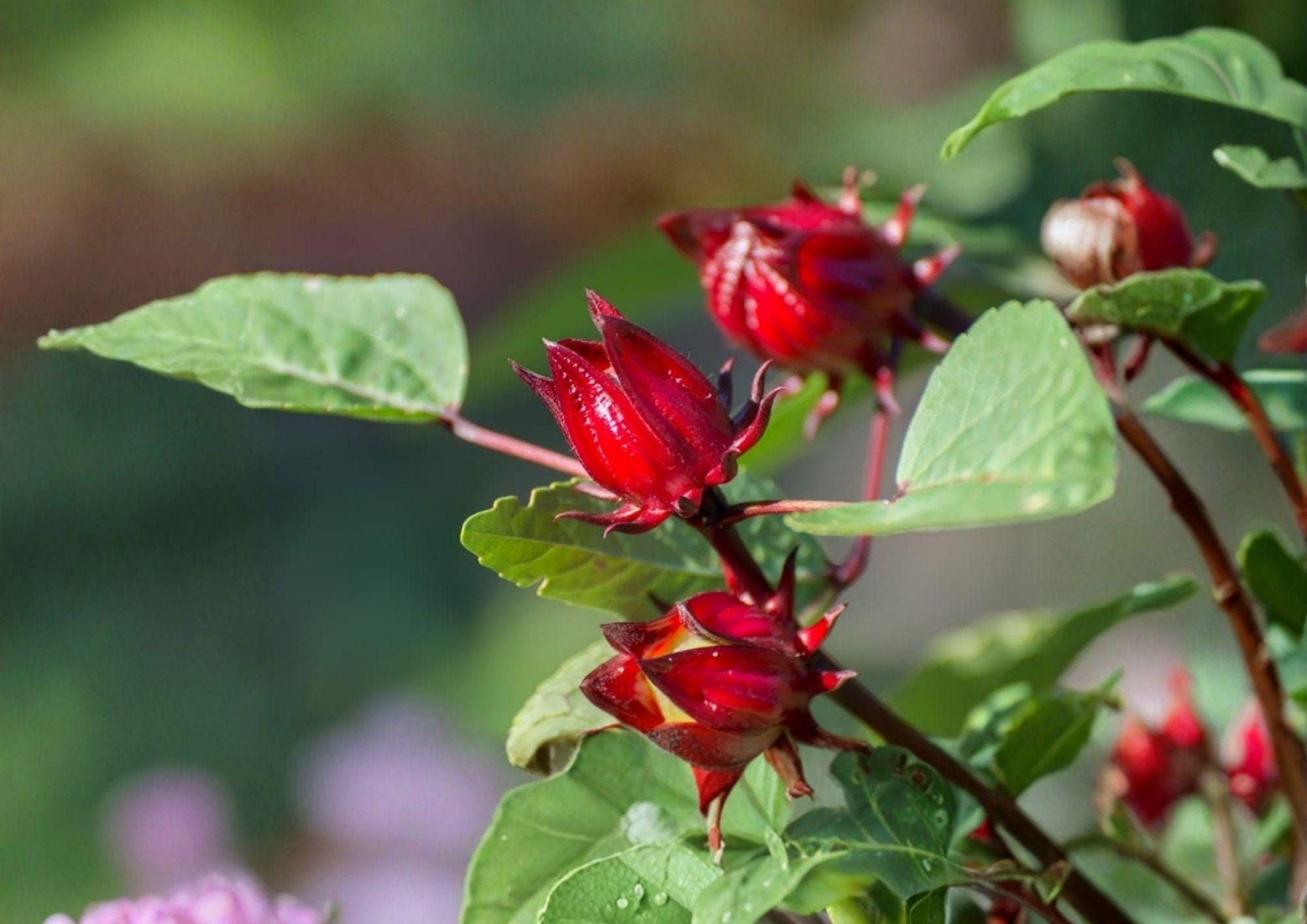 Roselle Seeds Hibiscus Sabdariffa Heirloom Non-GMO Red Calyx Herbal Tea Planting Seeds, Asian Sour Leaf