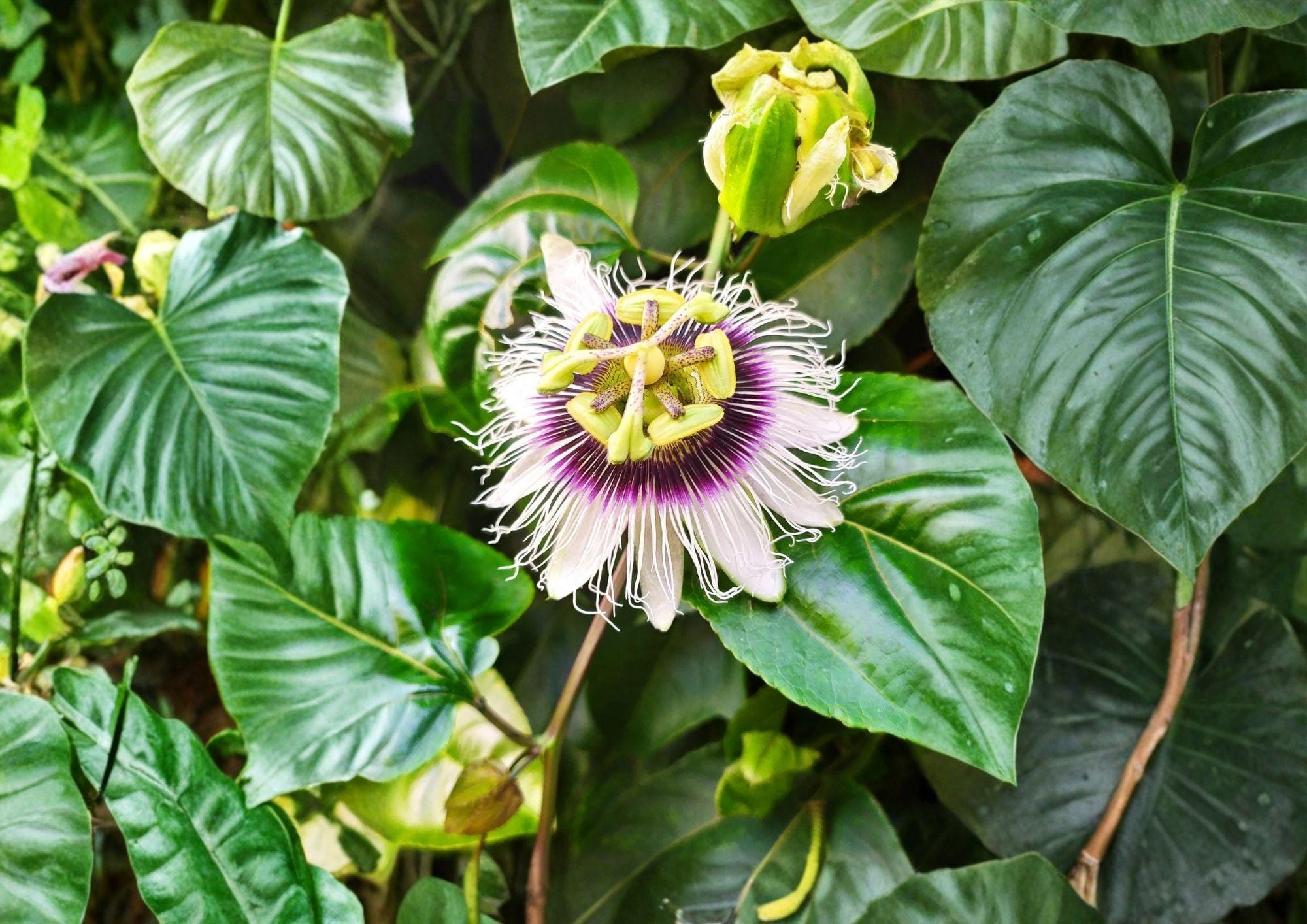 Passion Fruit Seeds 10 Pack Passiflora Edulis Purple Granadilla Heirloom Non-GMO Exotic Fruit Vine Garden Planting Seeds