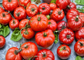 Beefsteak Tomato Seeds Heirloom Non-GMO Large Red Slicing Vegetable Garden Planting Seeds - Solanum Lycopersicum
