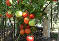 120+ Siberian Tomato Seeds Heirloom Non-GMO Vegetable Garden Seeds, Cold Hardy Early Solanum Lycopersicum