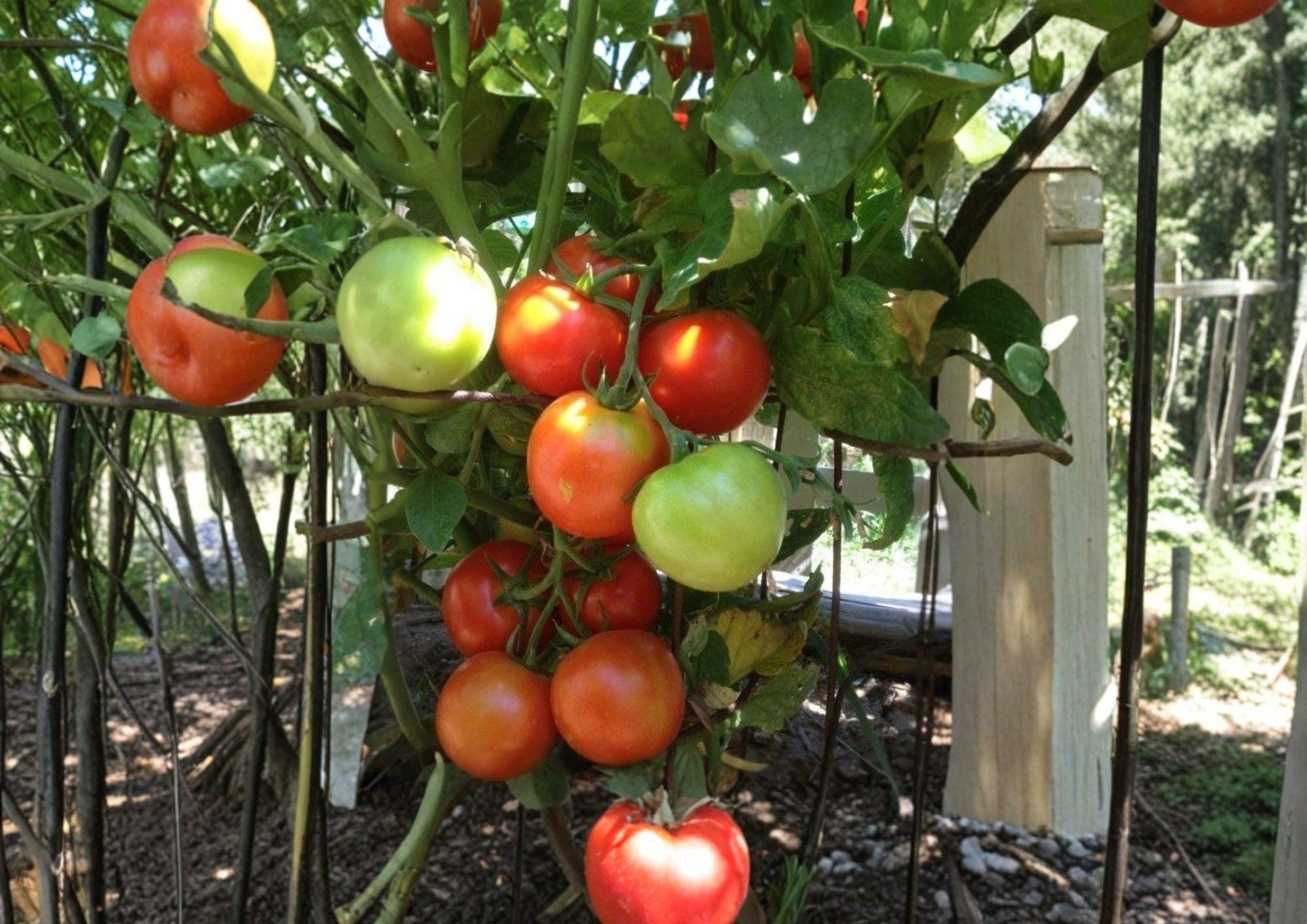 120+ Siberian Tomato Seeds Heirloom Non-GMO Vegetable Garden Seeds, Cold Hardy Early Solanum Lycopersicum