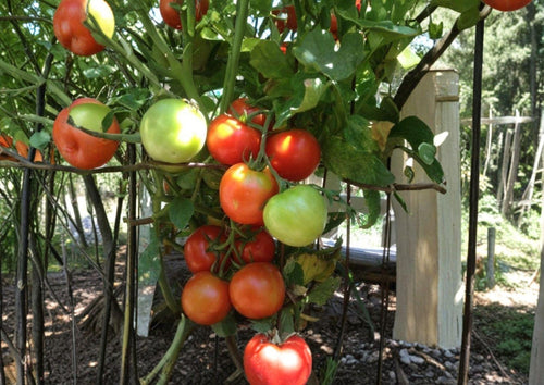 120+ Siberian Tomato Seeds Heirloom Non-GMO Vegetable Garden Seeds, Cold Hardy Early Solanum Lycopersicum